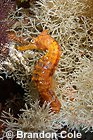 Pacific seahorse, Galapagos