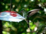 Hummingbirds in Monteverde