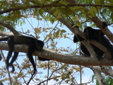 Howler monkeys, Playa Tamarindo, Costa Rica