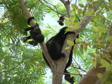 Howler monkeys, Playa Tamarindo, Costa Rica