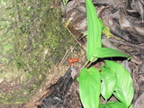 Red frog