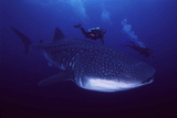 Whale shark, Galapagos