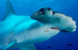 Hammerhead shark, Galapagos