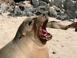 Sea lion singing