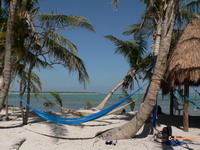 Hammock on a palm lined beach in Yucatan
