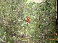 Red frog in Bocas del Toro