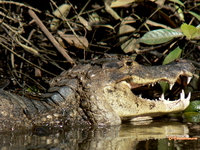 Tortuguero river tour